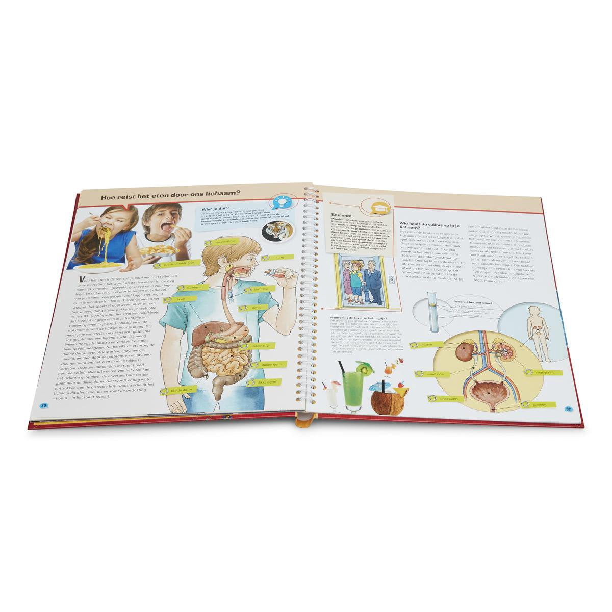 Hoe? Wat? Waarom? Het menselijk lichaam