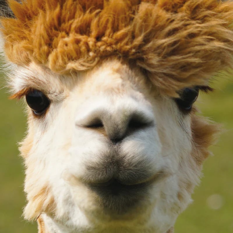 Curiosi Q-puzzel (moeilijke stukjes) - Dier - Alpaca (66 stukjes)
