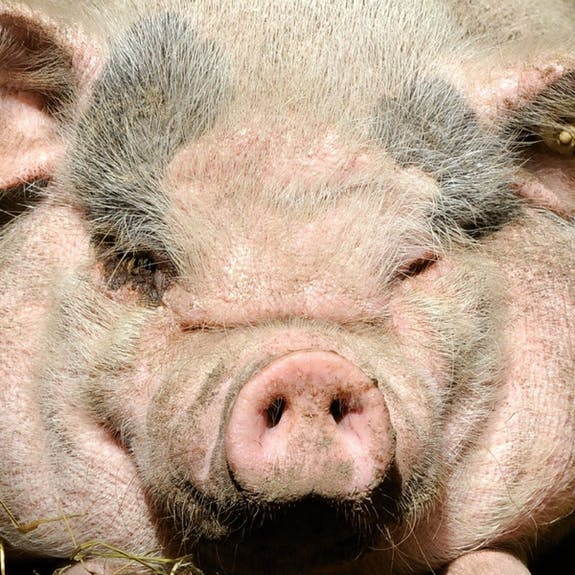 Curiosi Q-Puzzle (schwierige Teile) – Tier – Schwein (49 Teile)