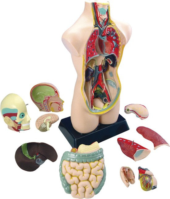 Buitenbeentje: XXL Anatomie model - torso / menselijk lichaam