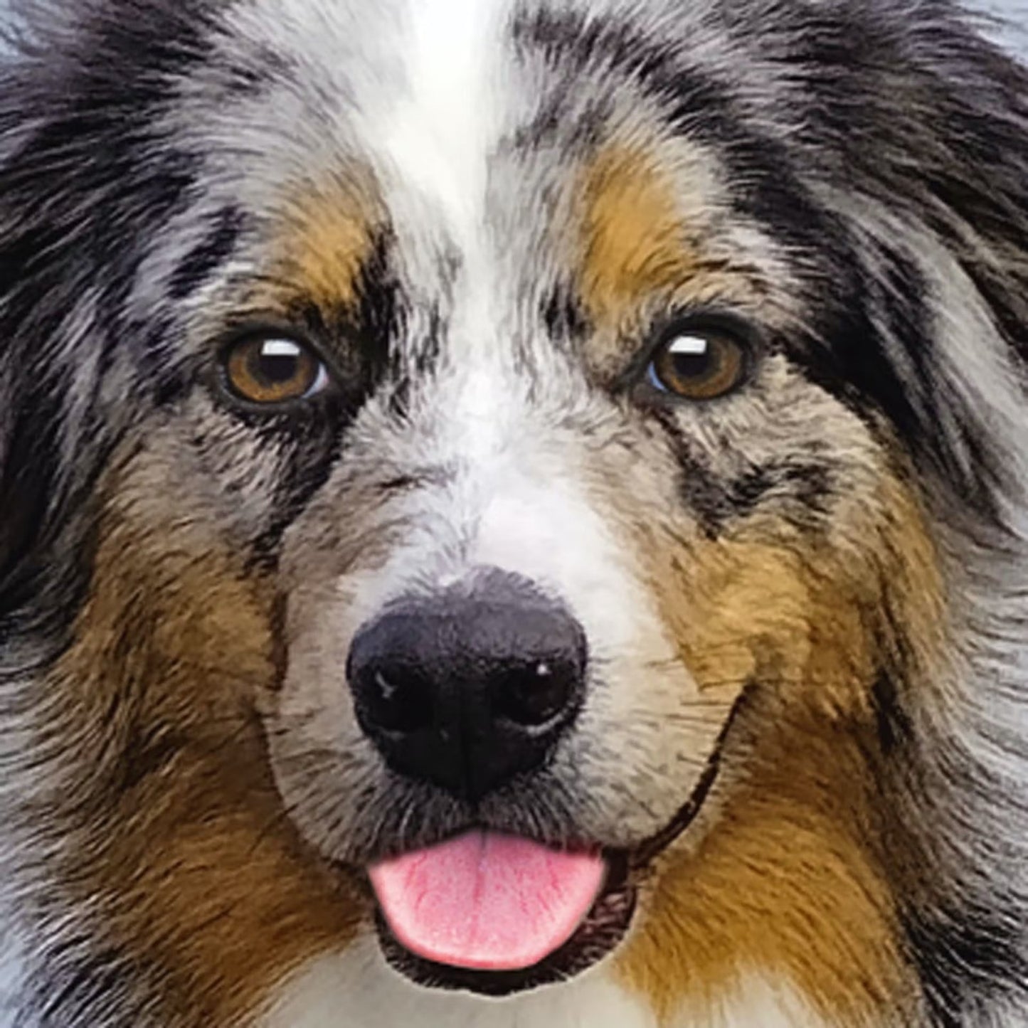 Curiosi Q-puzzel (moeilijke stukjes) - Dier - Australian Shepherd (66 stukjes)