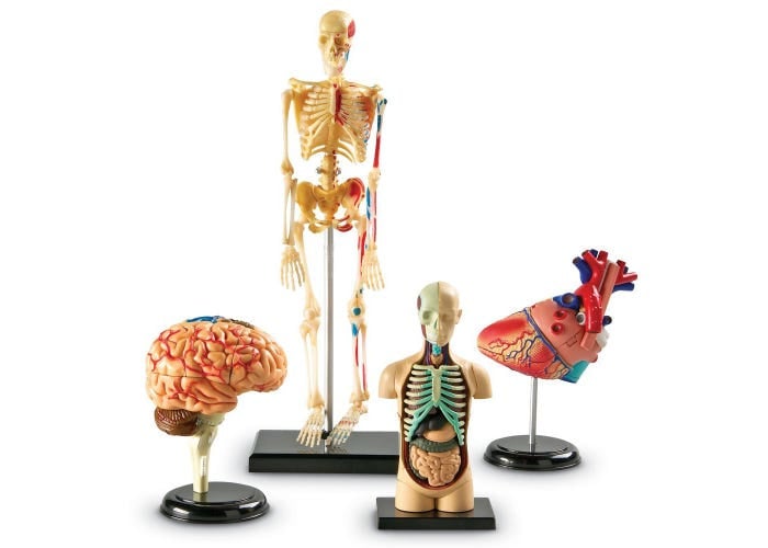 Anatomie modellen, complete set (4 modellen)