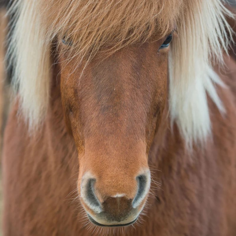 Curiosi Q-puzzel (moeilijke stukjes) - Dier - Pony (66 stukjes)